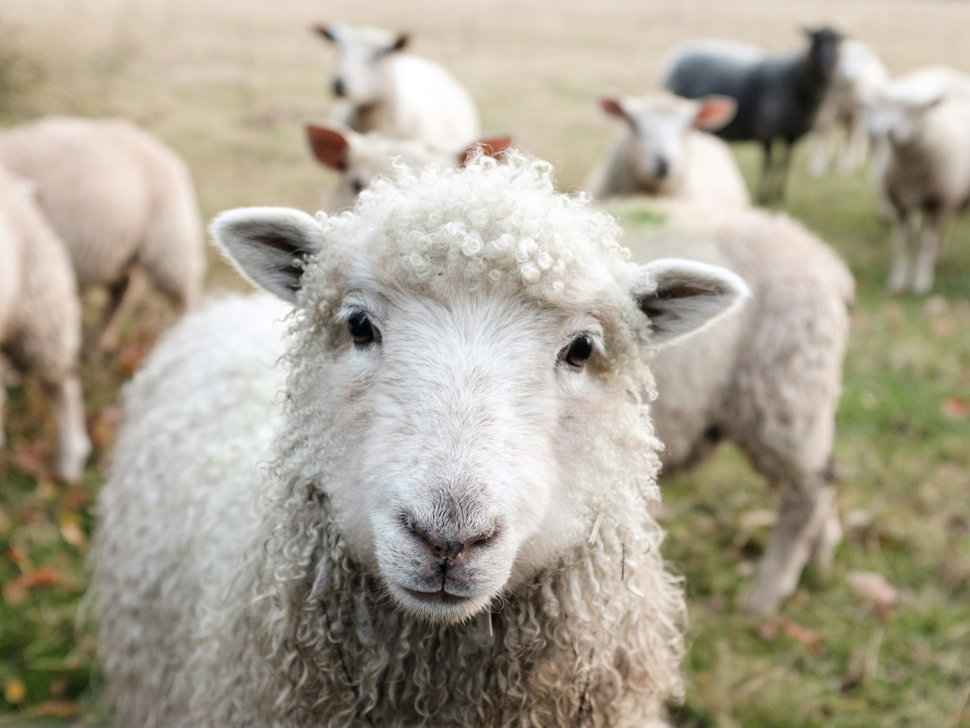 A flock of sheep grazing in open pasture