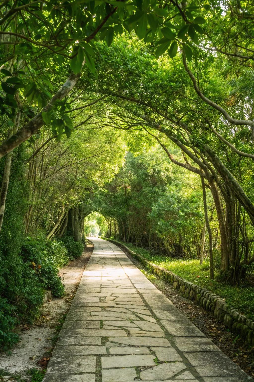 Sunlit stone path winding through a green tree canopy