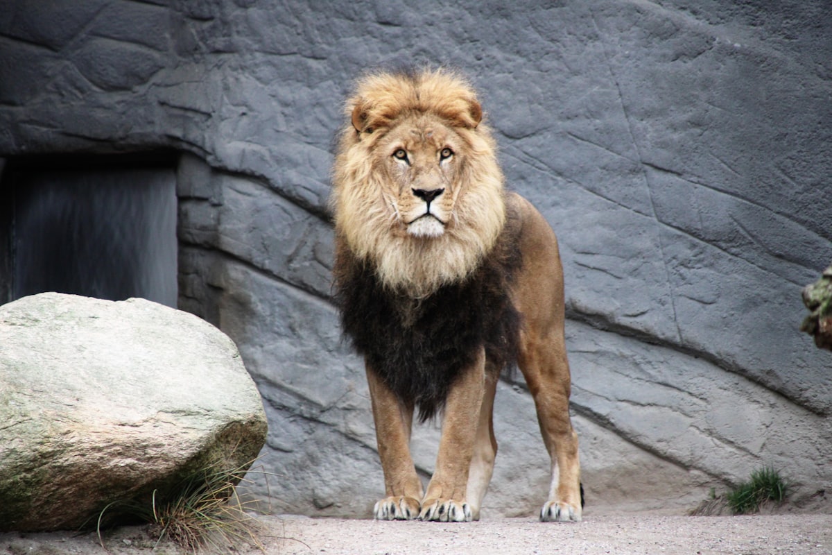 A lion standing before the mouth of a rocky den