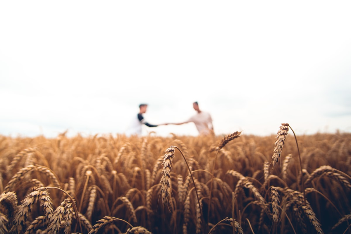 A field of ripe barley at harvest time